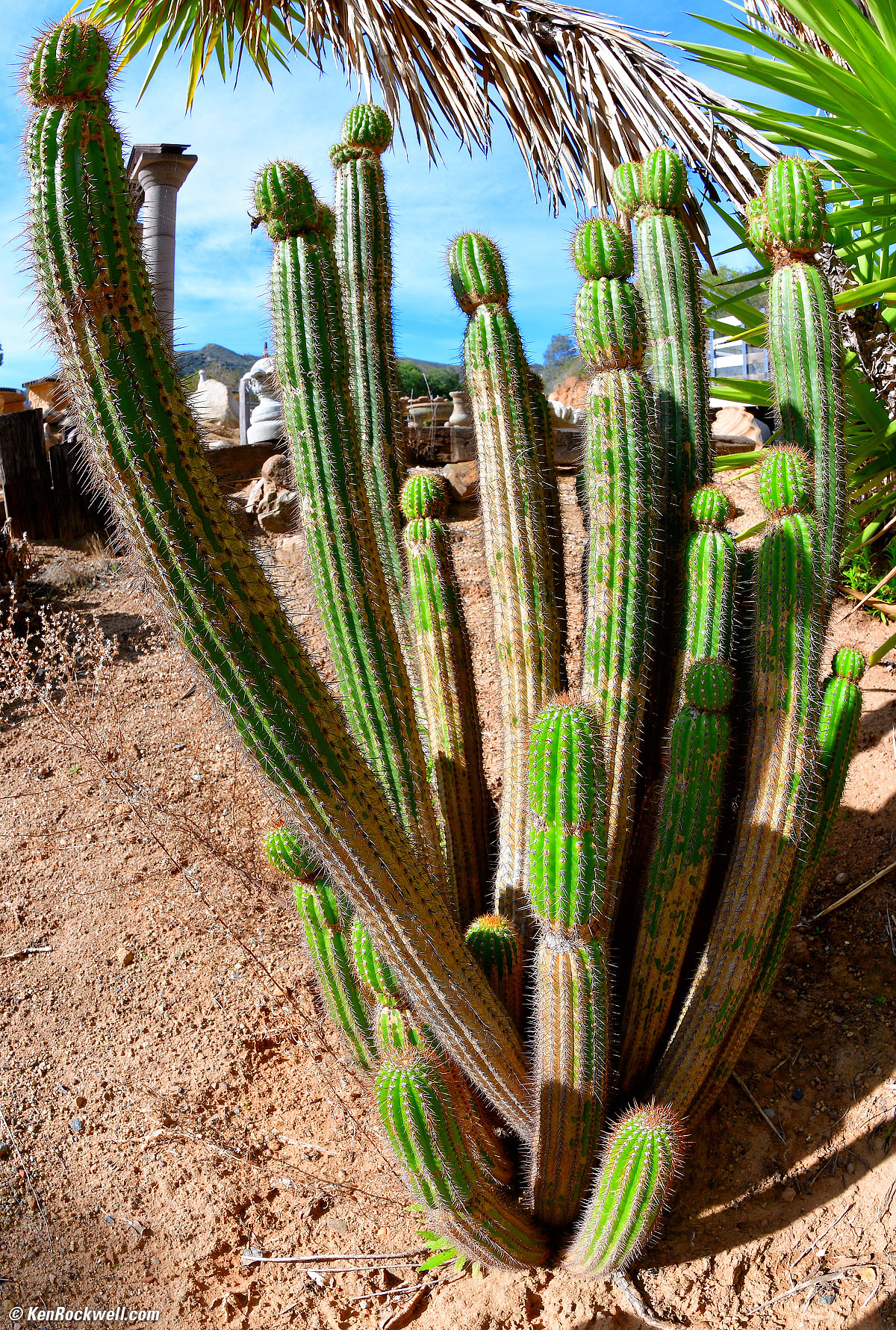Cactus through a fisheye lens