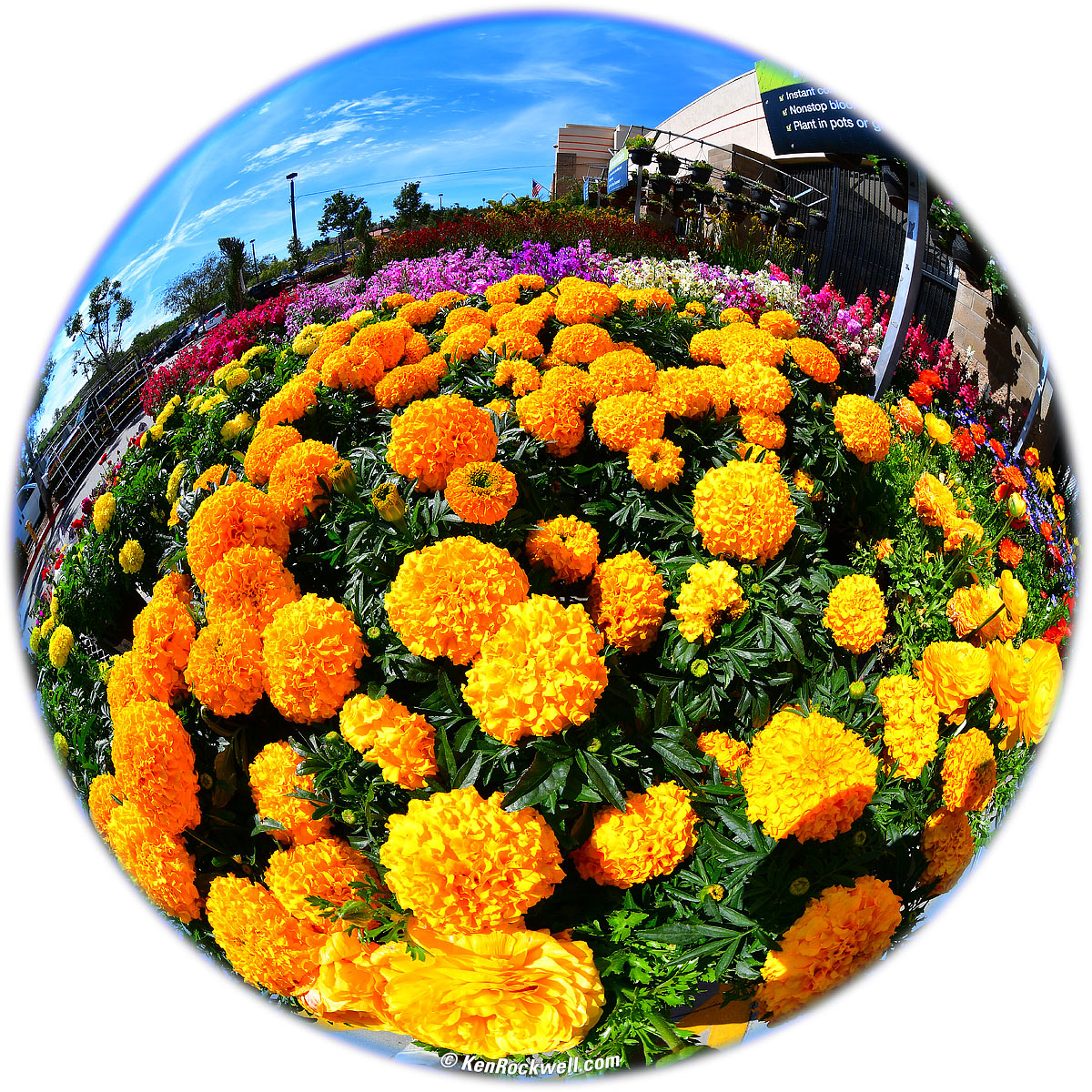 Marigolds seen through a fisheye lens