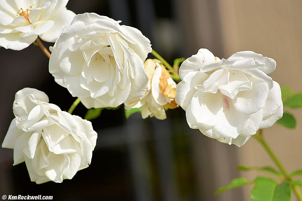 roses, 23 November 2014