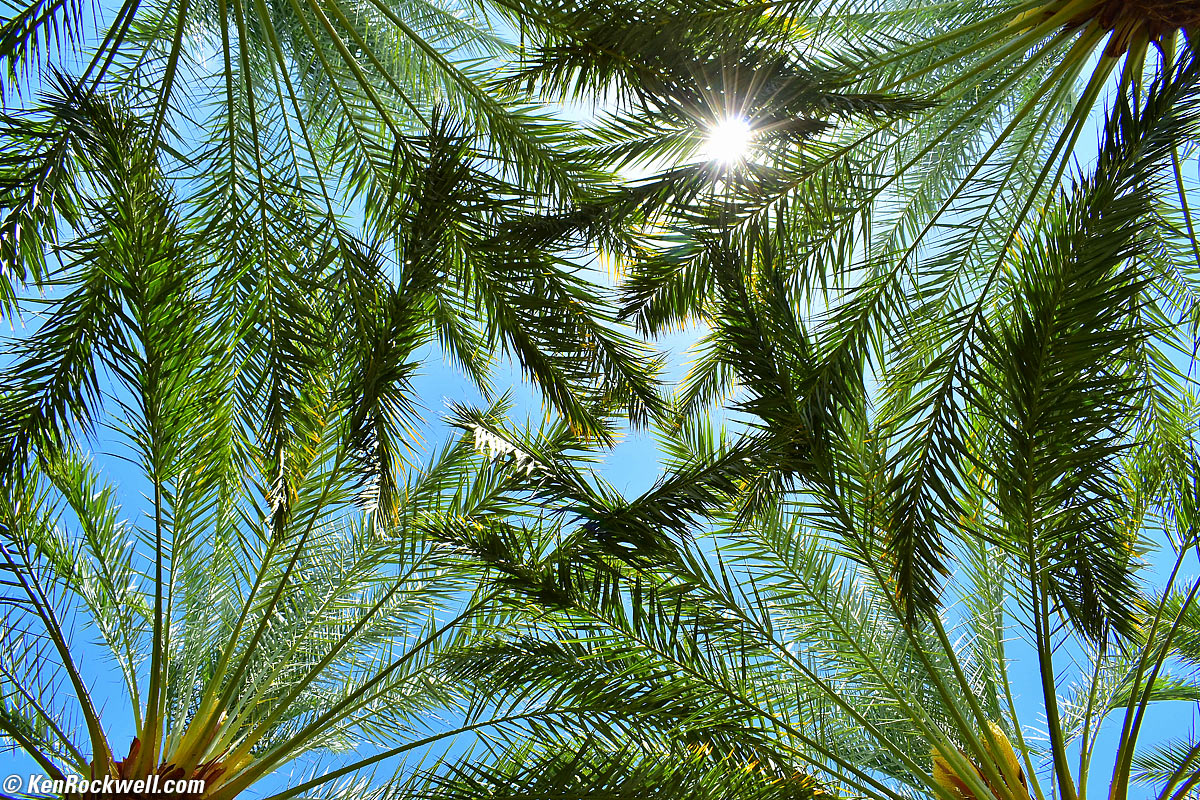 Palm Cathedral, Sevilla, Andalucía​, España