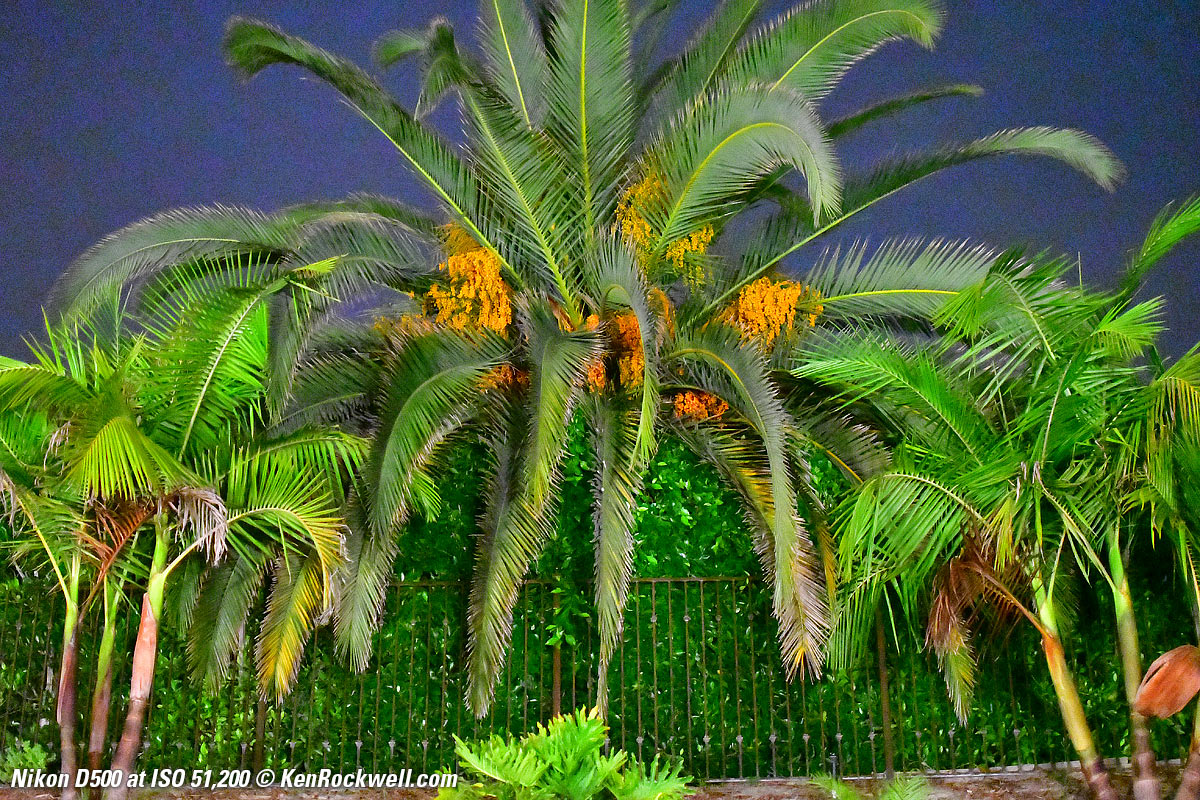 Nikon D500 at ISO 20,000