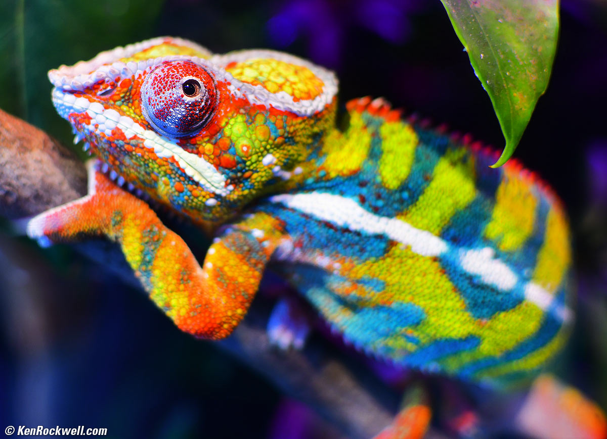 Panther Chameleon