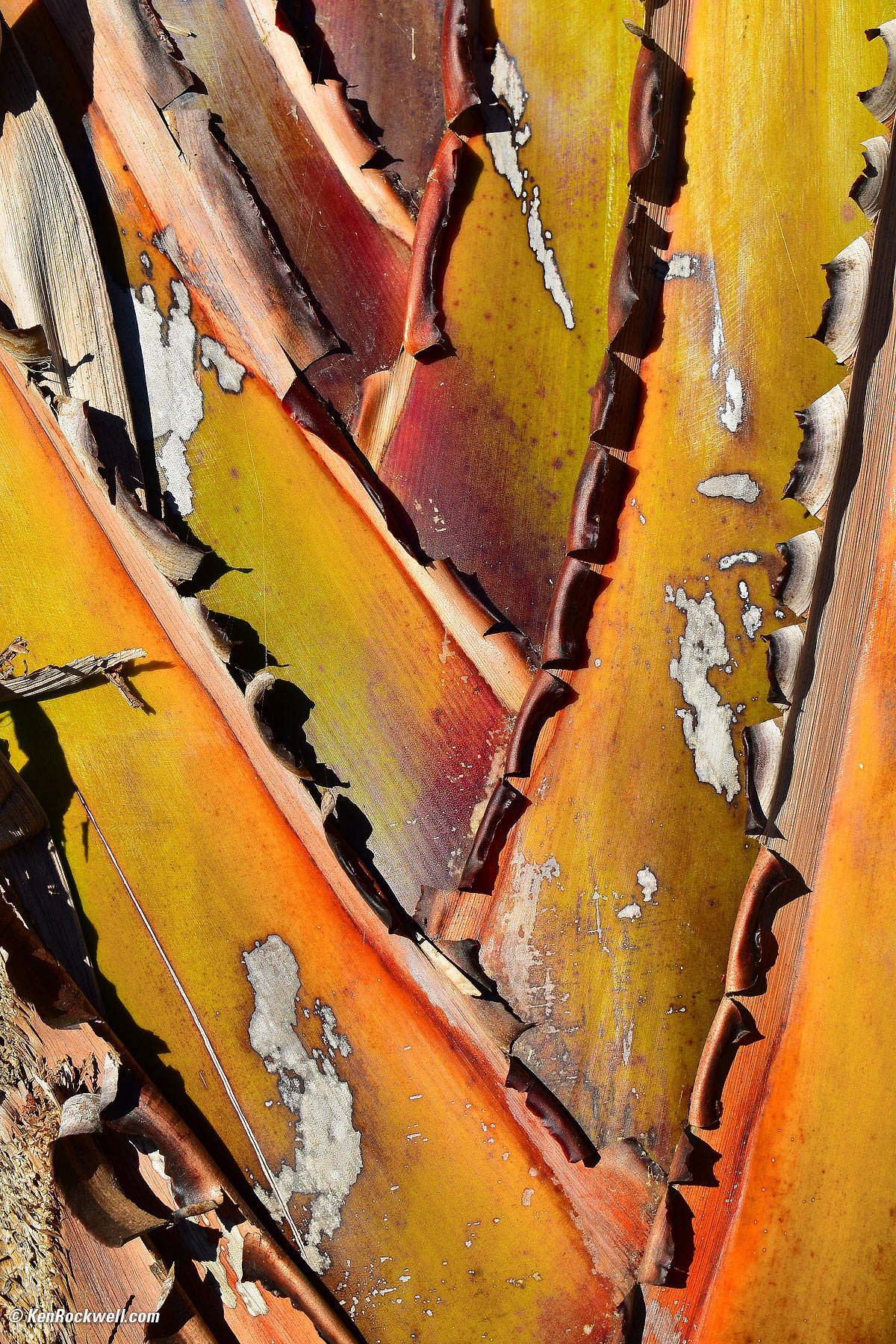 Nikon D5600 sample image