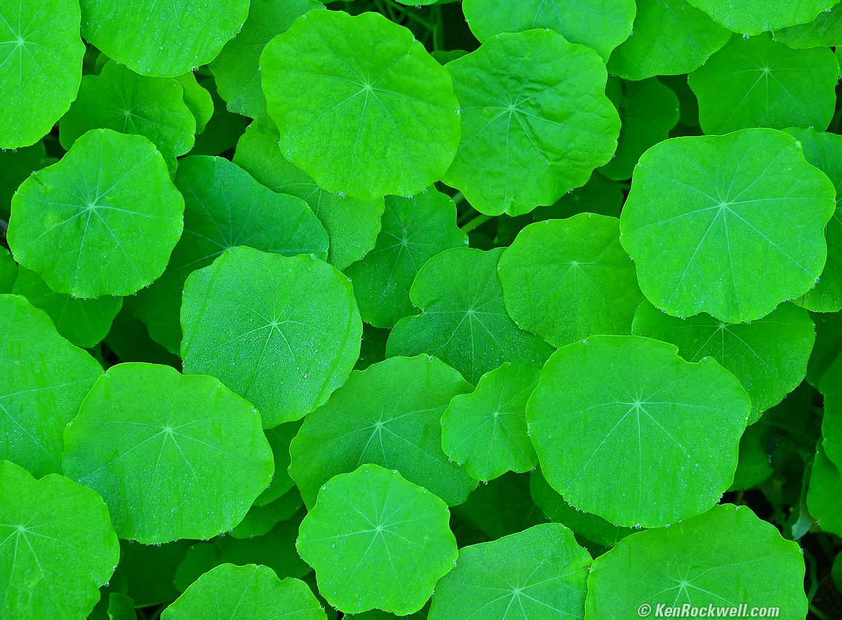 Nasturtium
