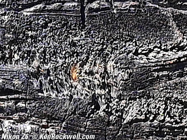 Nikon Z6 Sample Image