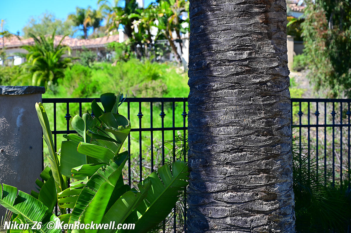 Nikon Z6 Sample Image