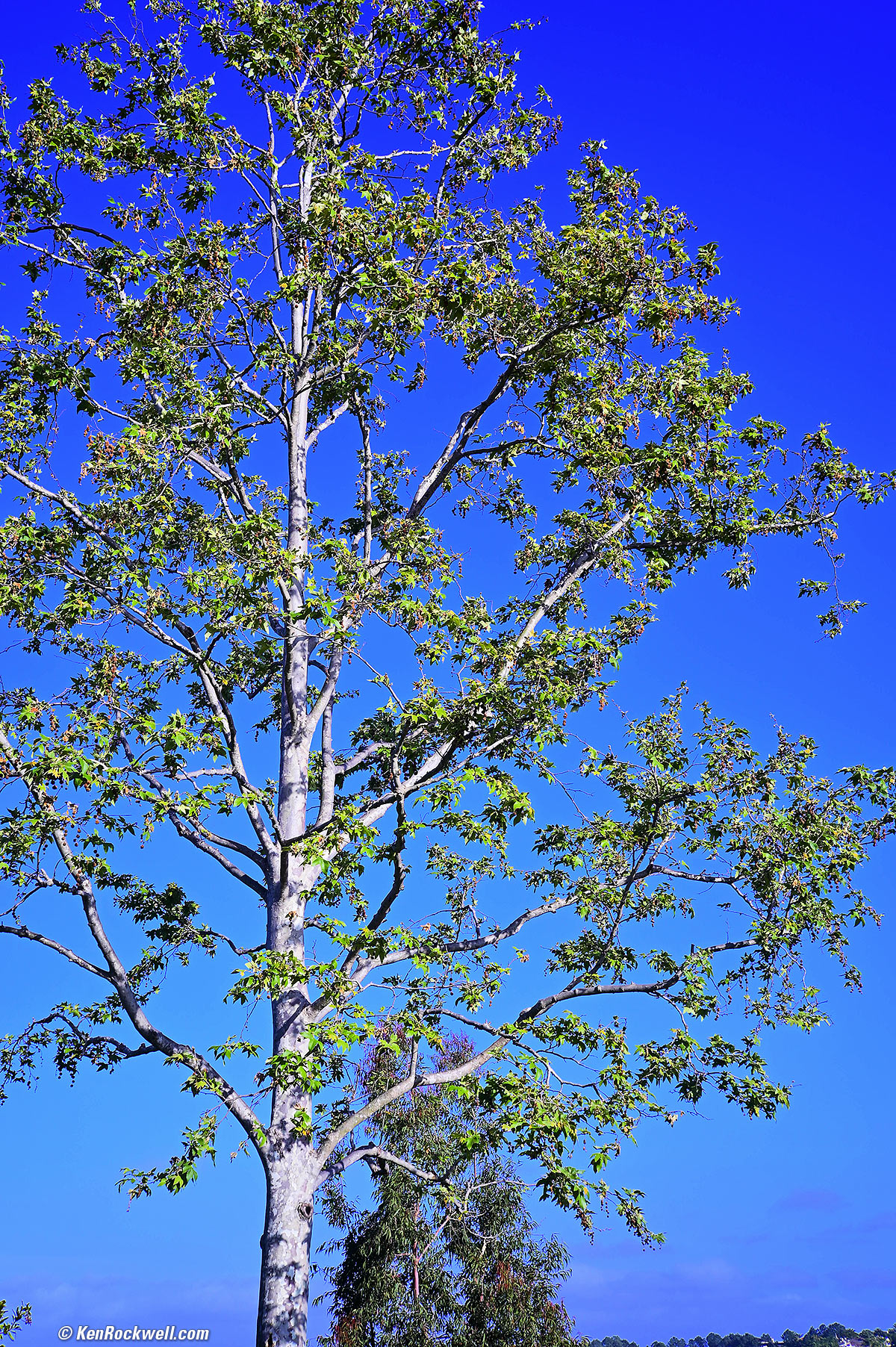 Nikon Z6 Sample Image of tree with 1946 NIKKOR-H-D 5cm f/2