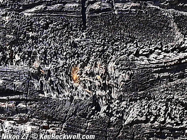 Nikon Z7 Sample Image