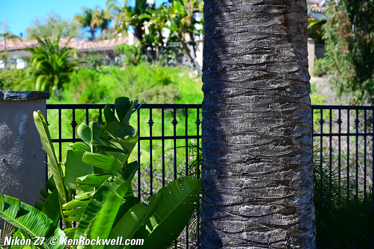 Nikon Z7 Sample Image