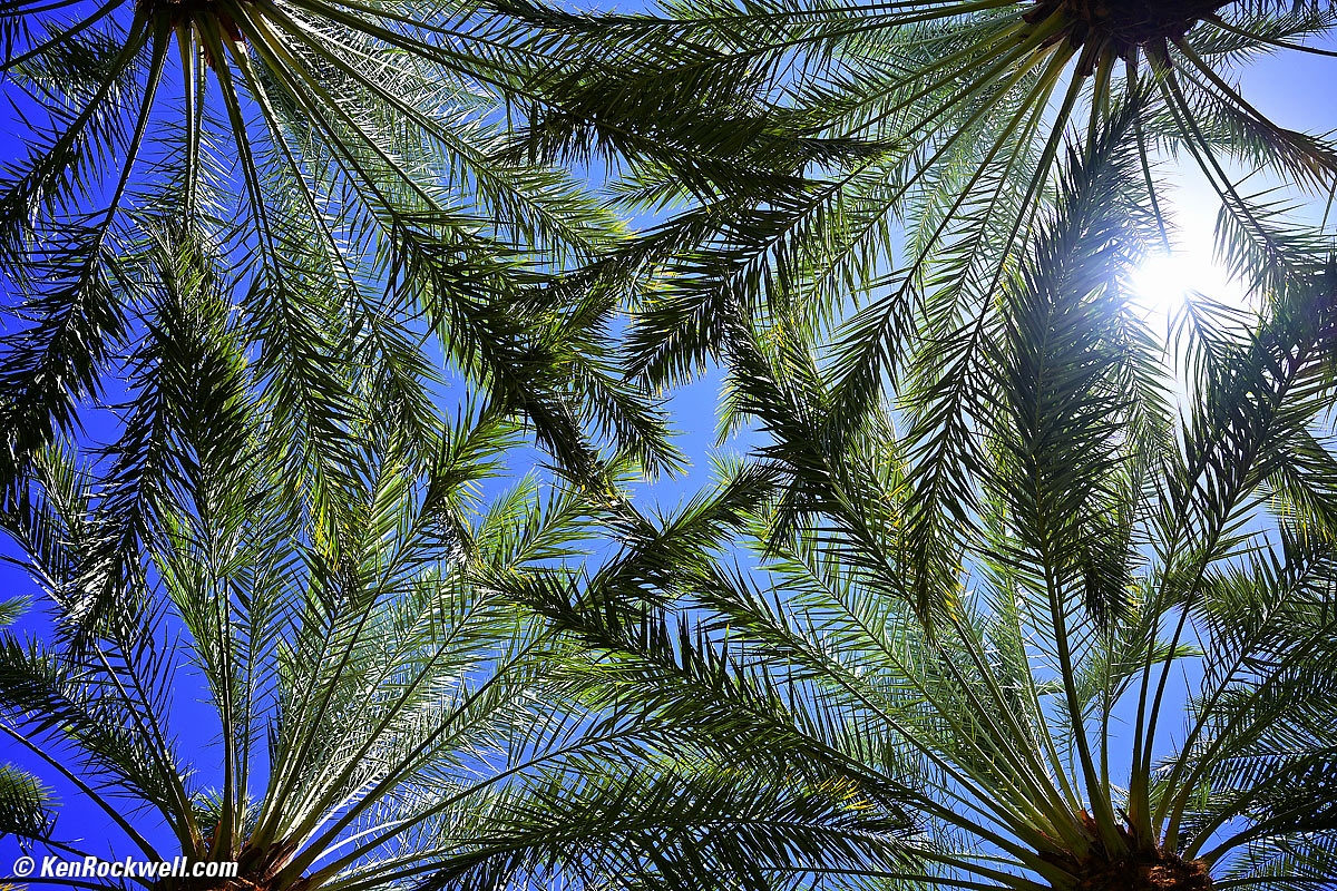 Nikon Z 24-70mm f/2.8 sharpness