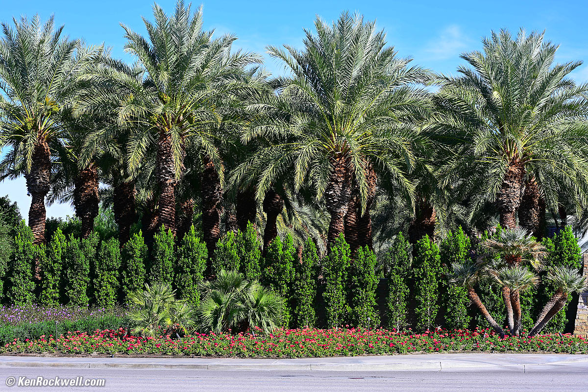 Nikon Z 85mm f/1.8 Sample image file