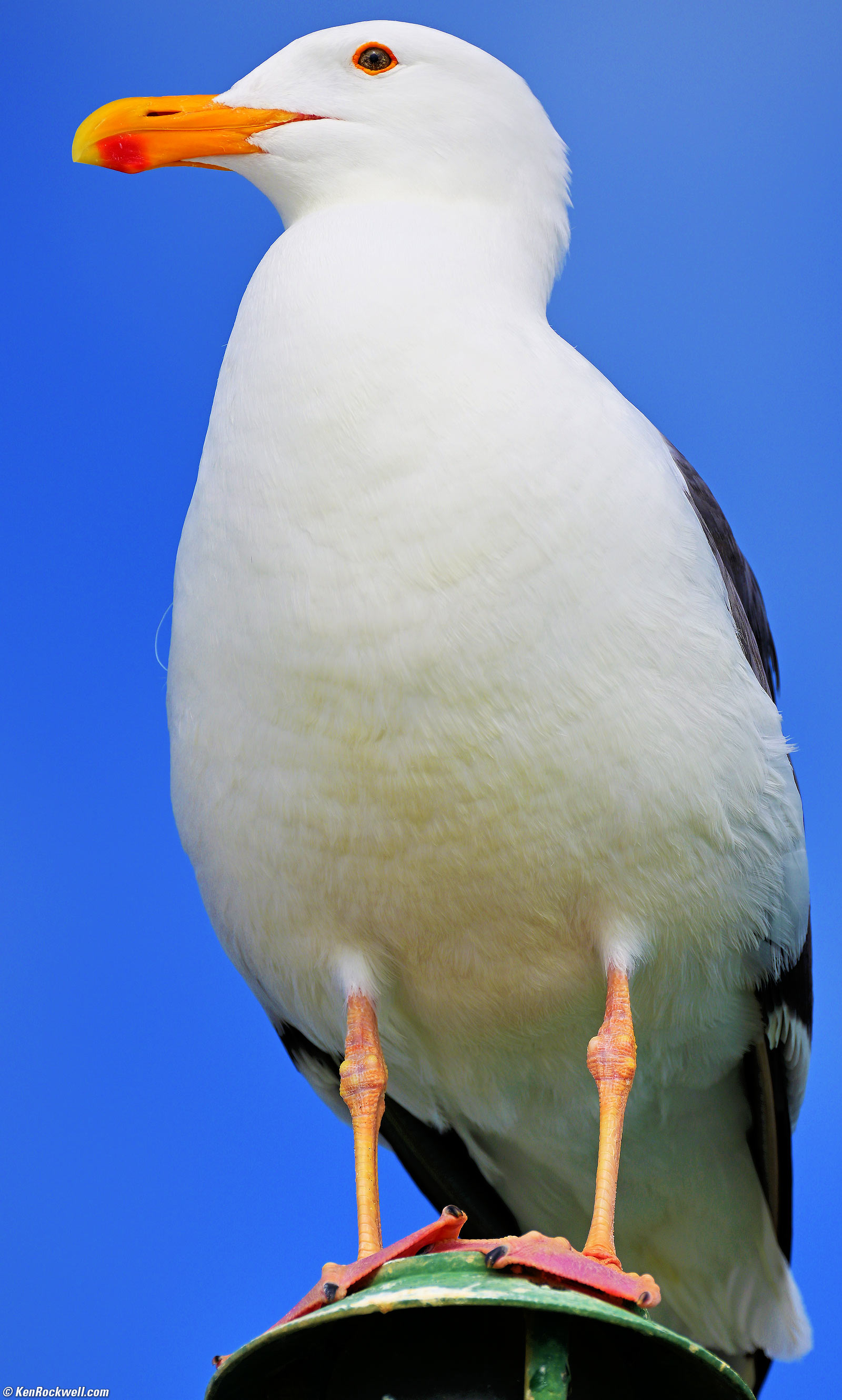 Nikon Z 100-400mm Sample Image File