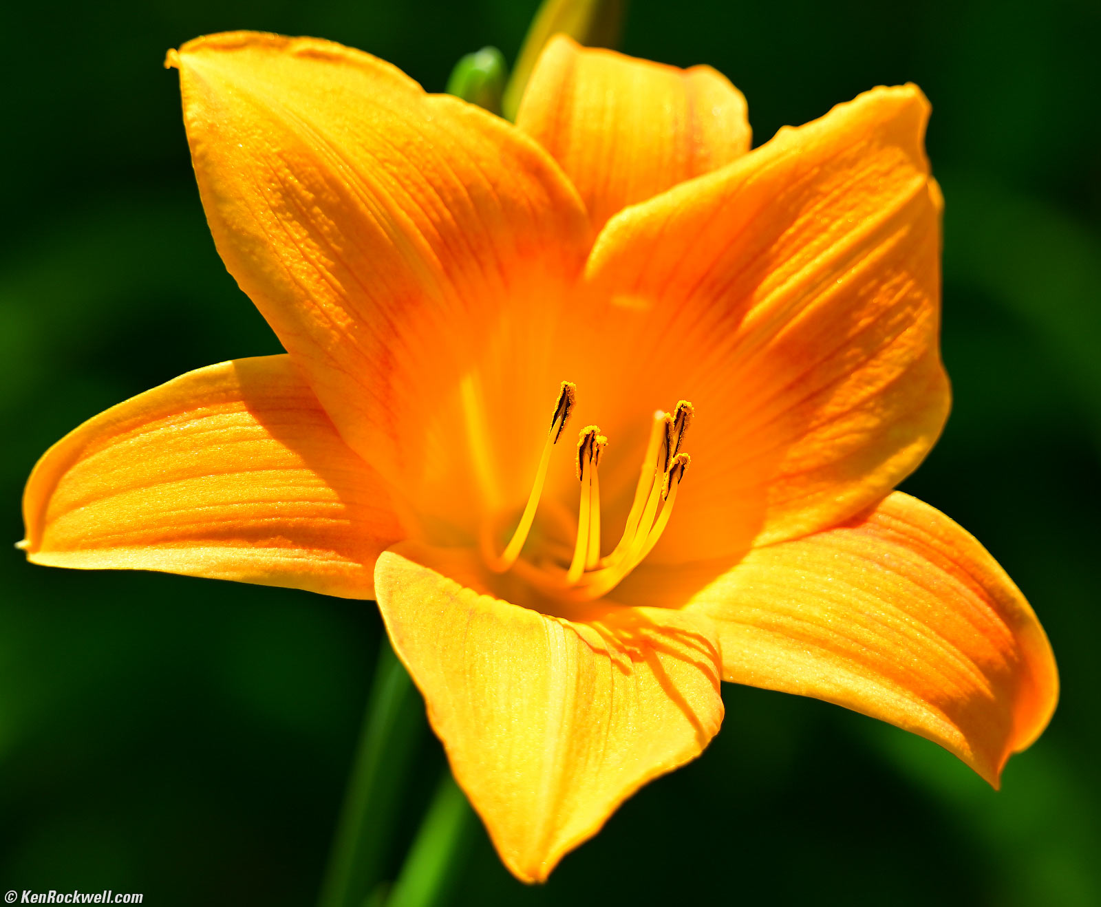 Nikon Z 180-600mm VR Sample Image File