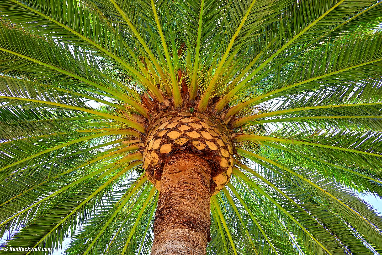 Nikon Z 24mm f/1.7 DX sample image