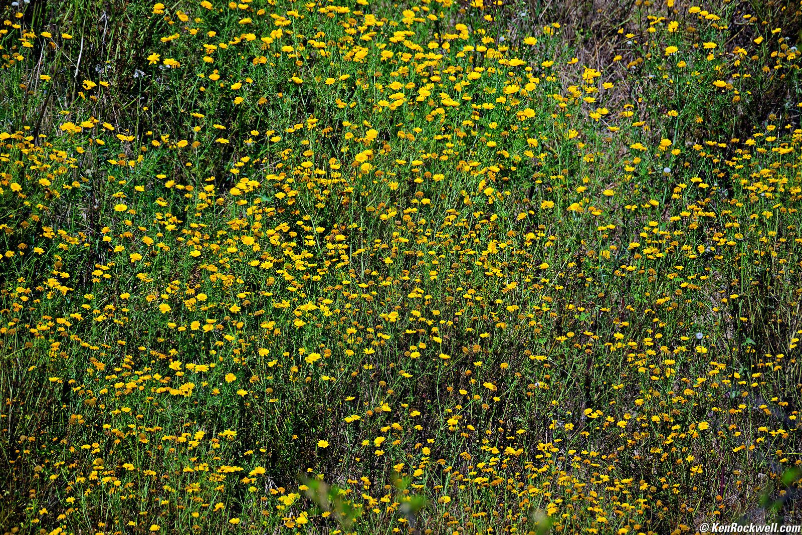 Nikon Z 28-400mm Sample Image