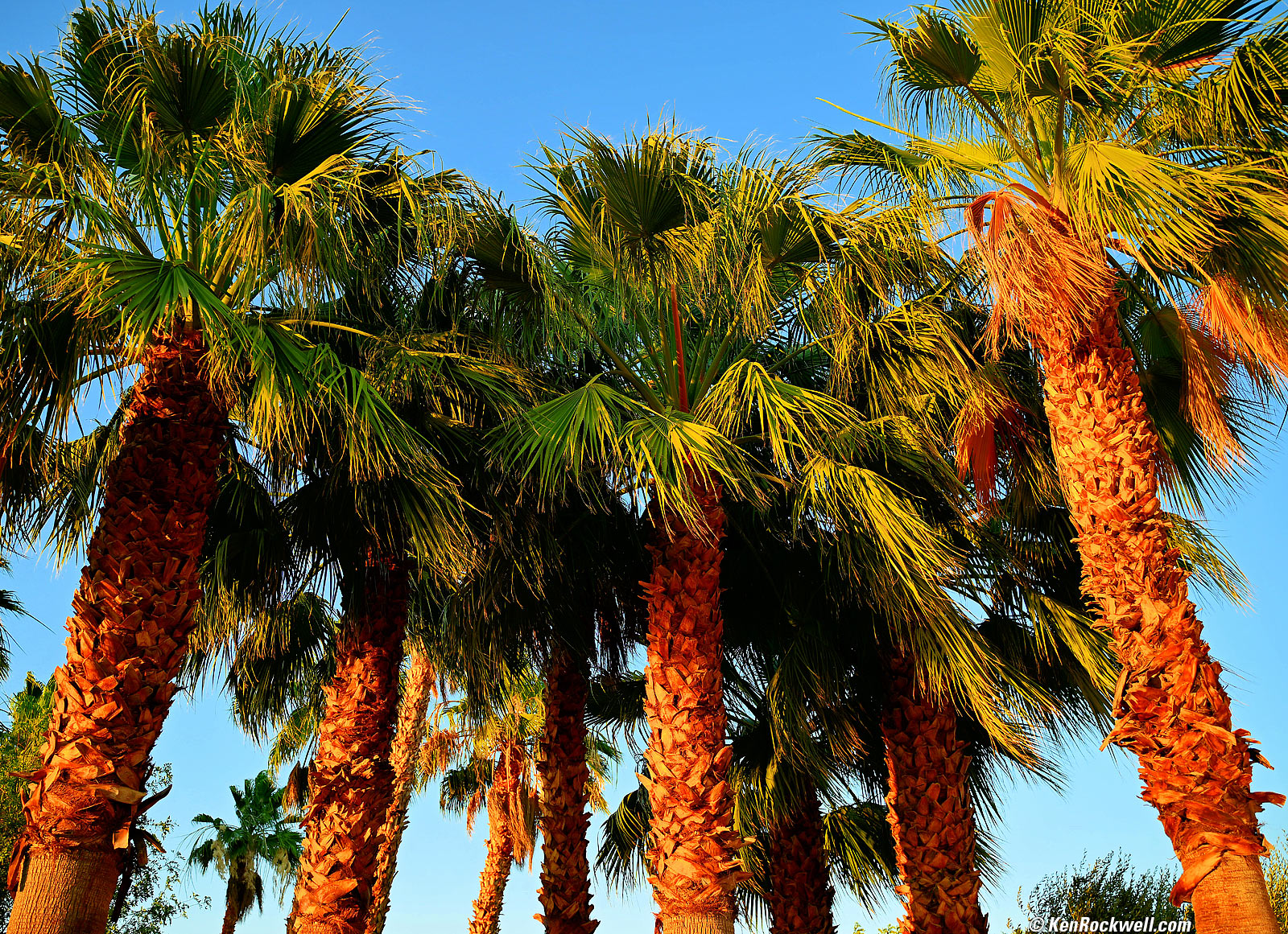 Nikon Z 28-75mm f/2.8 Bokeh Sample Image File