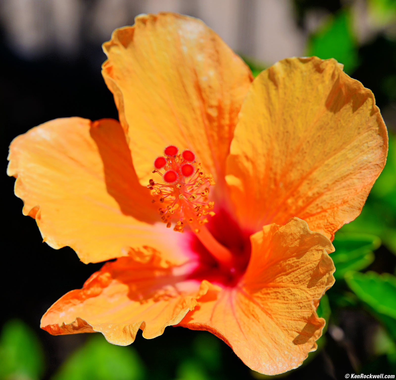 Nikon Z 28-75mm f/2.8 Bokeh Sample Image File