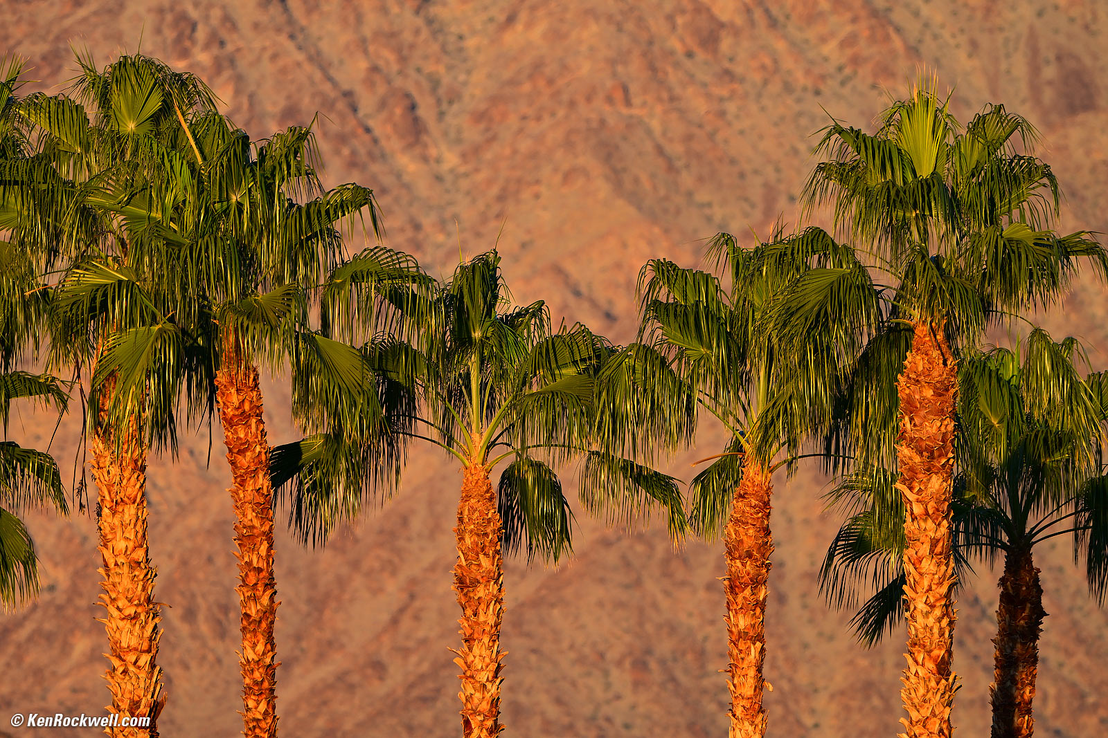 Nikon Z 400mm f/4.5 VR Sample Image File