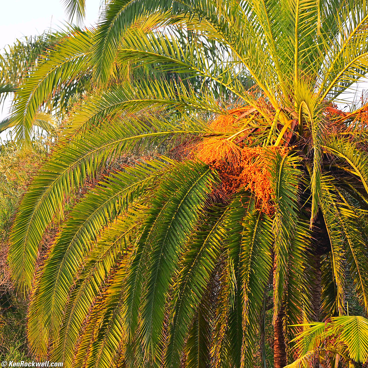 Nikon 50-250mm Sunstars