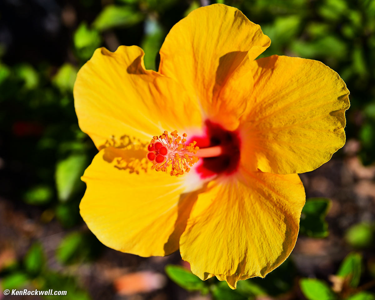 Nikon Z 50mm f/2.8 Sample Image File