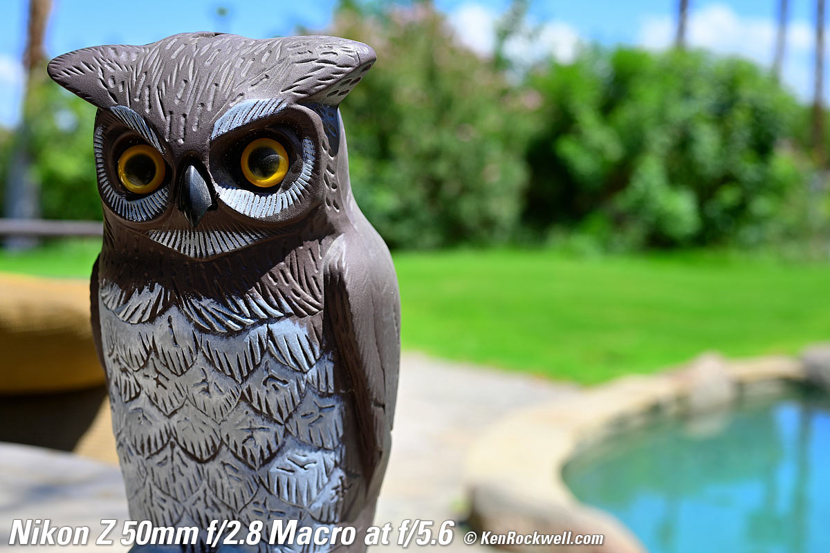 Nikon Z 50mm f/2.8 Macro Bokeh Sample Image File