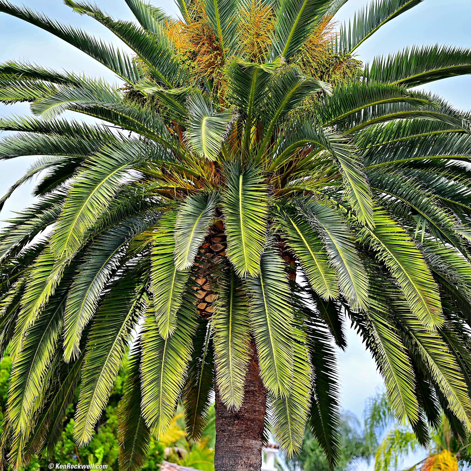 Nikon Z 70-200mm f/2.8 VR II VCM Sample Image File