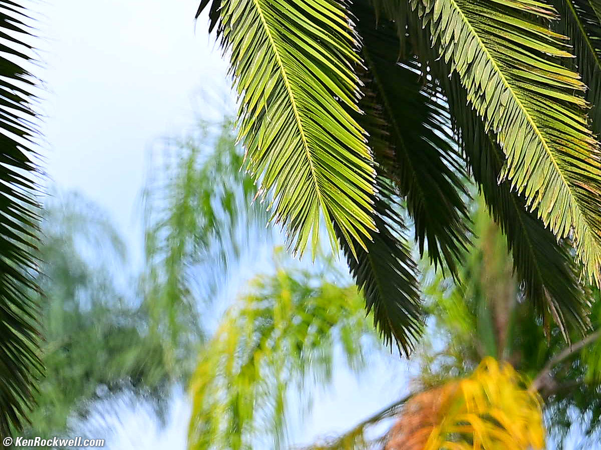 Nikon Z 70-200mm f/2.8 VR II VCM Sample Image File