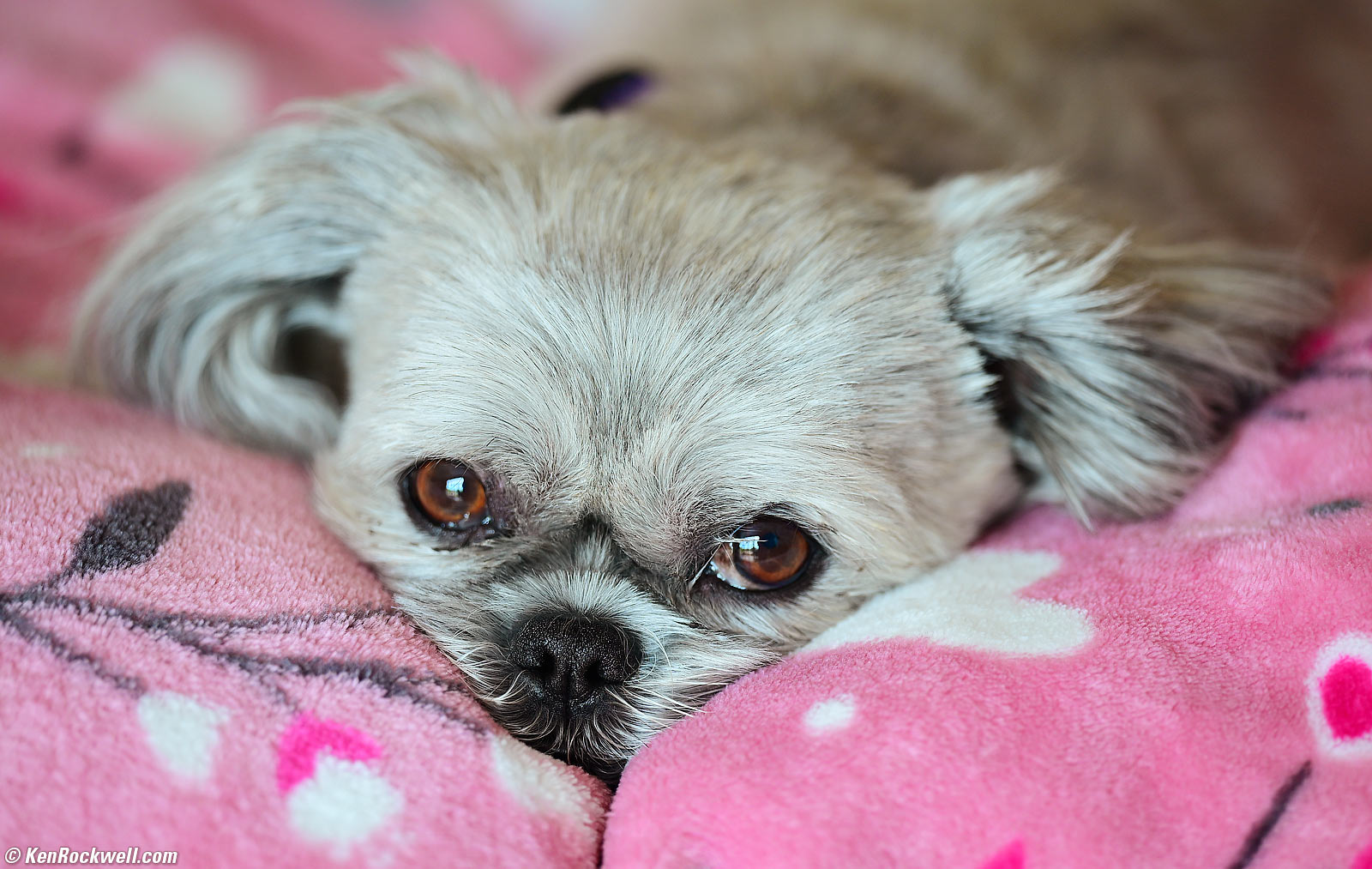 Nikon Z 70-200mm f/2.8 VR II VCM Sample Image File