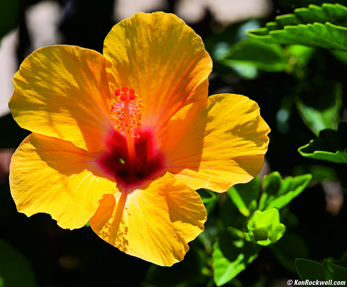 Nikon Z 70-200mm f/2.8 Sample Image File