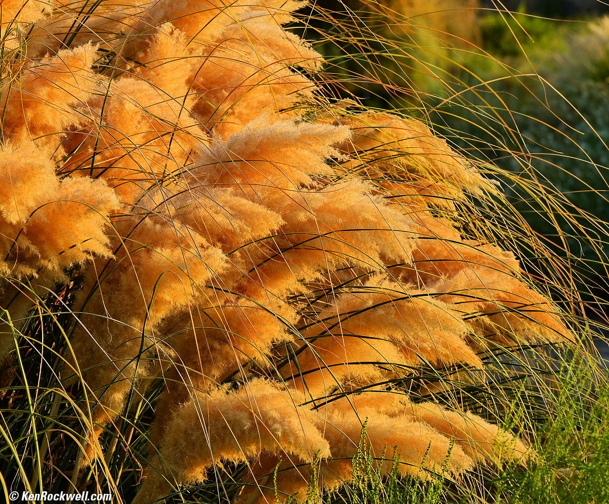 Nikon Z 70-200mm f/2.8 Sample Image File