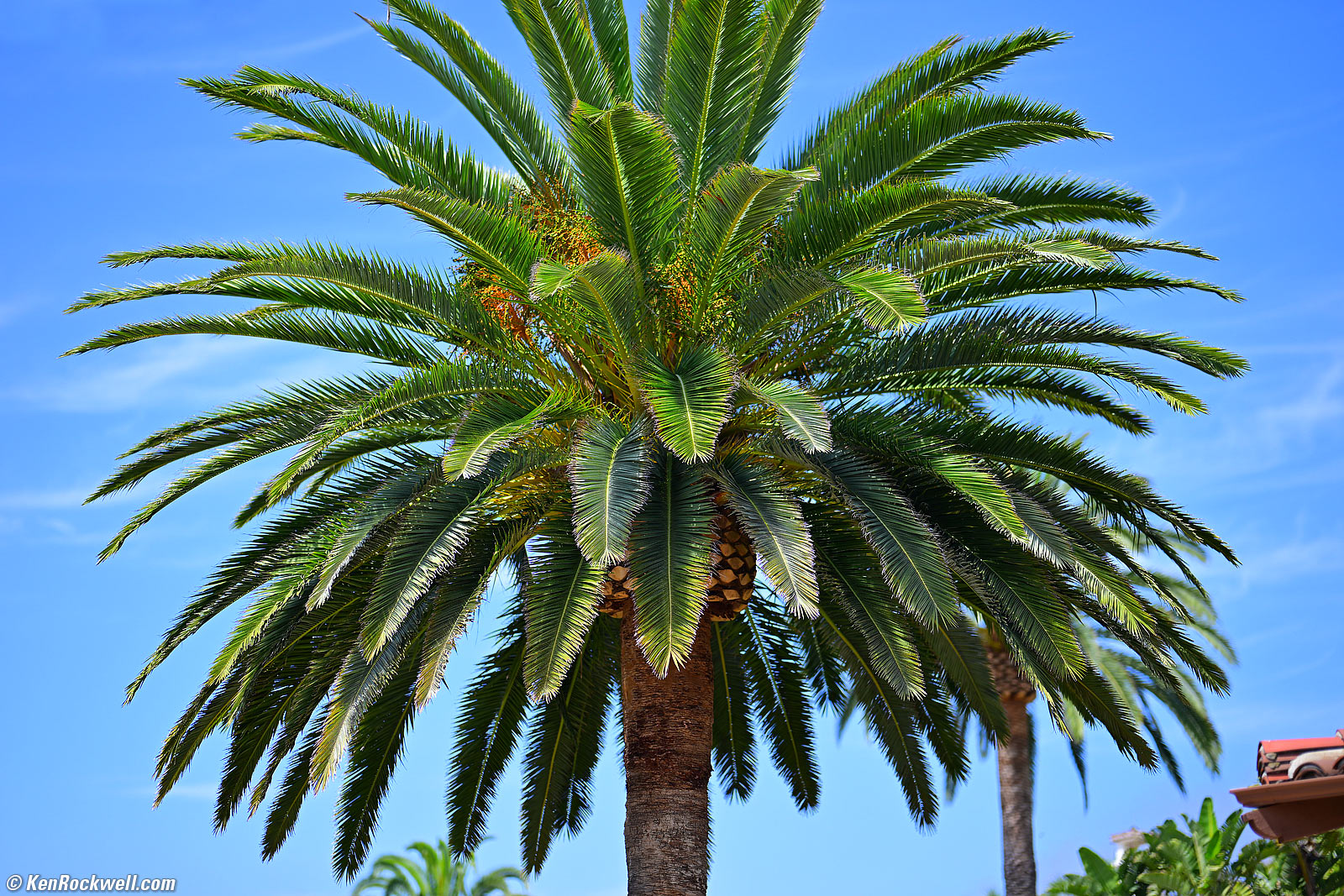 Nikon Z 85mm f/1.2 sample image