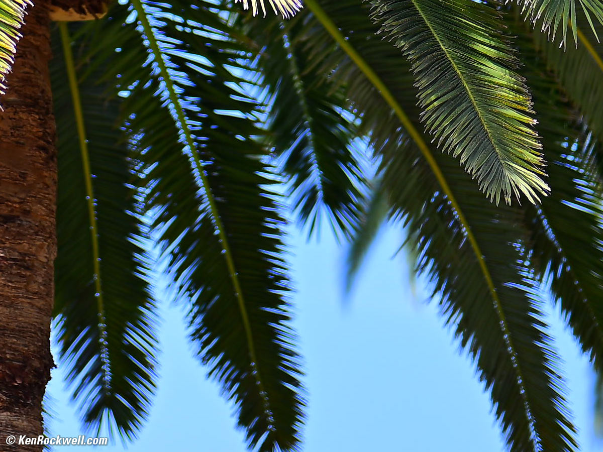 Nikon Z 85mm f/1.2 sample image