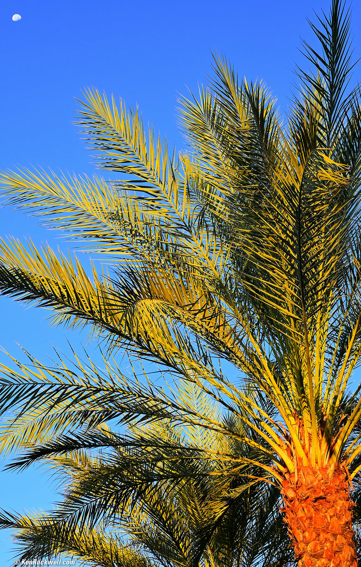 Nikon Z fc Sample Image File