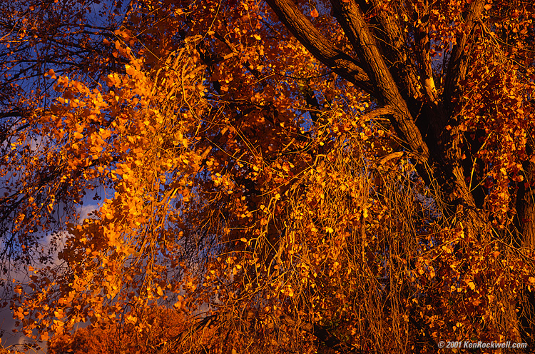 HUGE download, click BACK now!!!