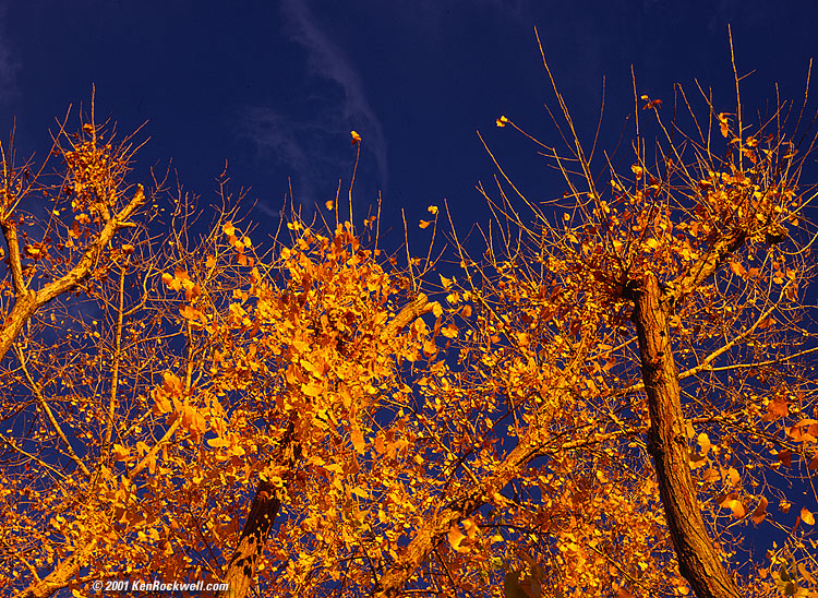 HUGE download, click BACK now!!!