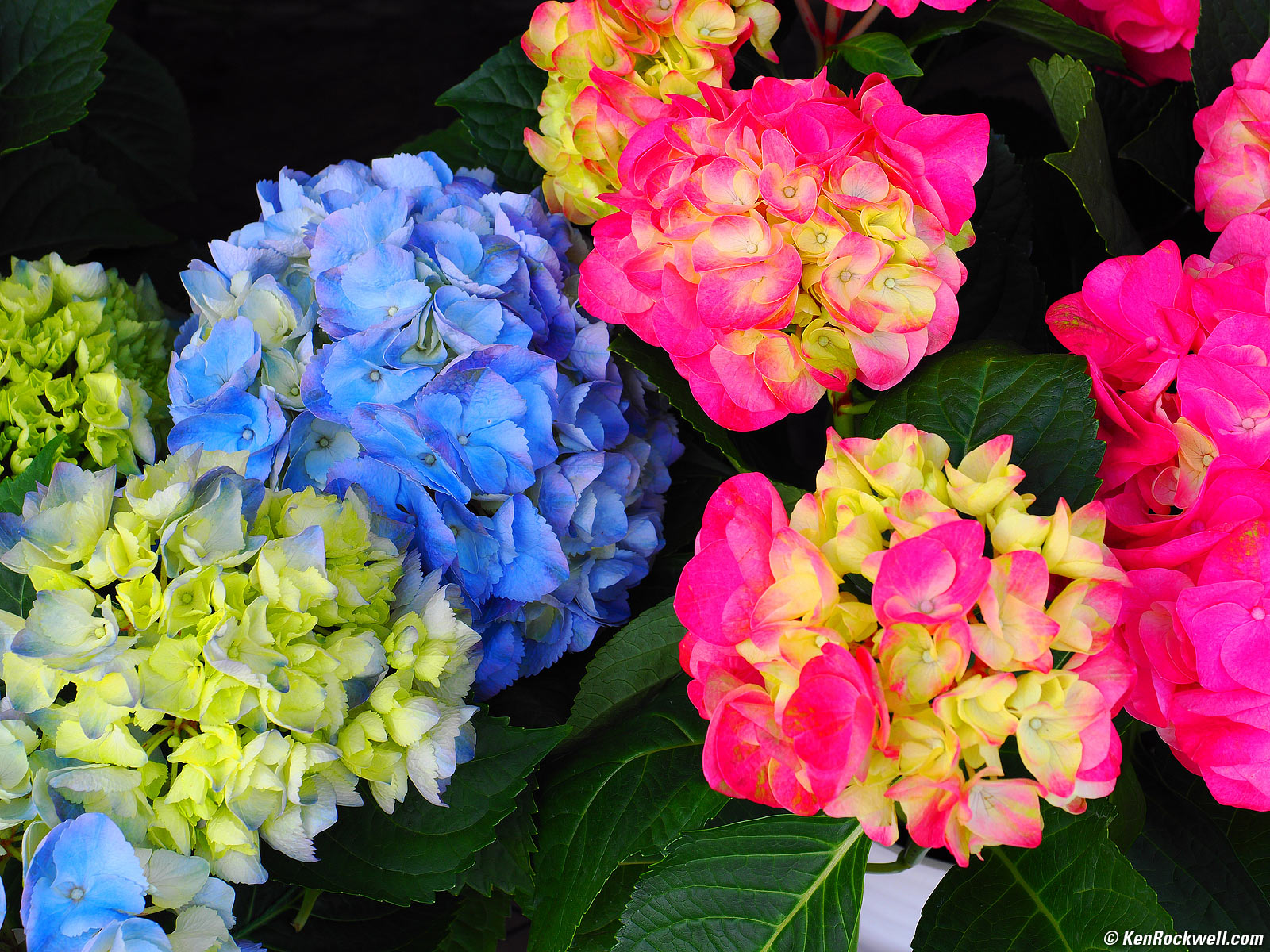 OM SYSTEM OM-1 Mark II Sample Image File