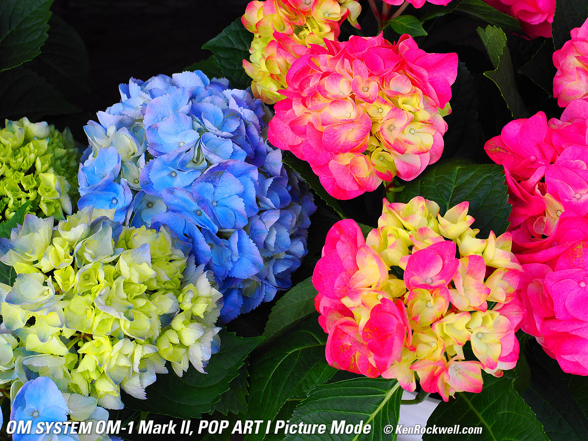 OM SYSTEM OM-1 Mark II Picture Mode Sample Images