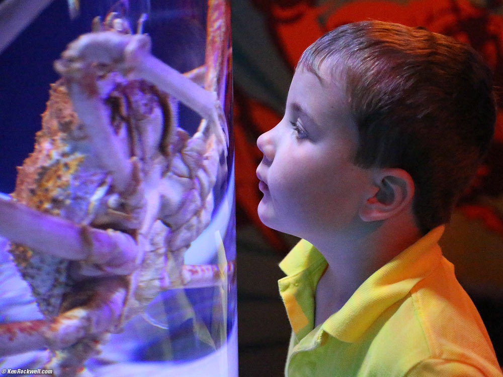 Ryan and the Spider Crab!