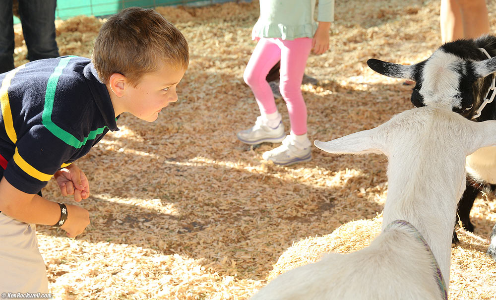 Ryan thinks the goats bumping heads is hilarious! 