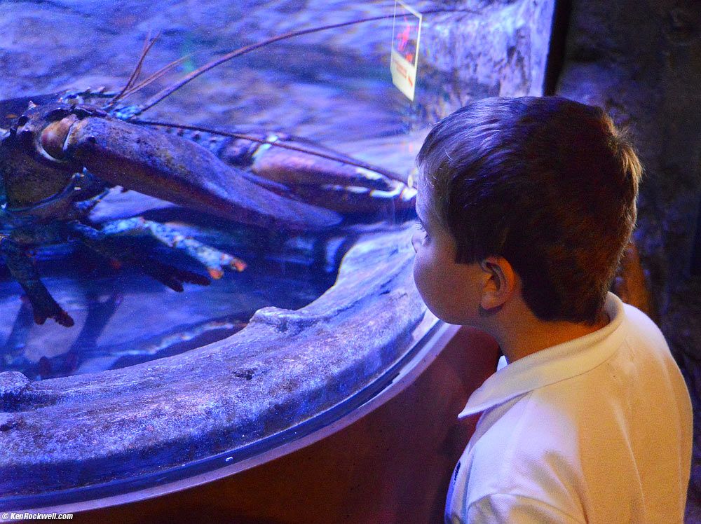 Ryan and the American lobster