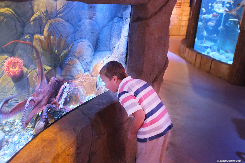 Ryan likes the octopus.