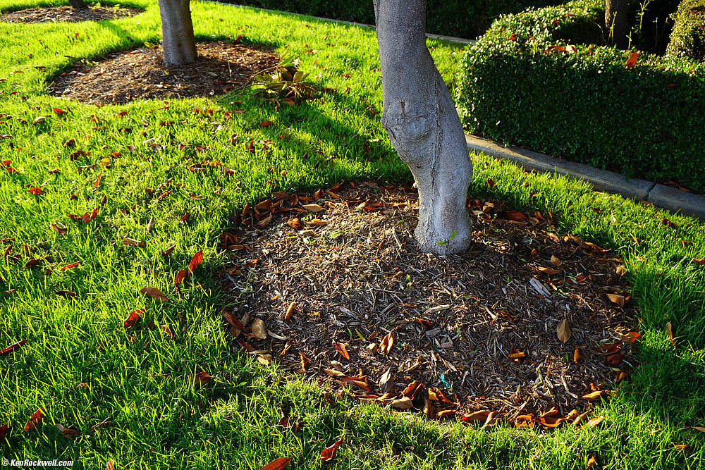 Trees at West Steakhouse