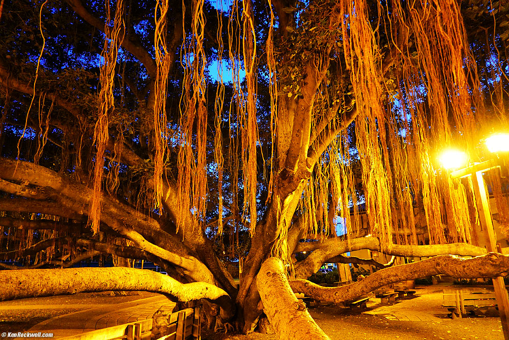 The Banyan Tree at night, Lahaina