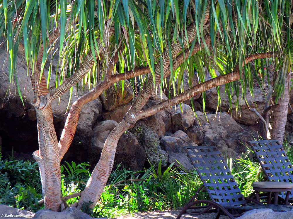 View by the pool, Ho-olei, Maui