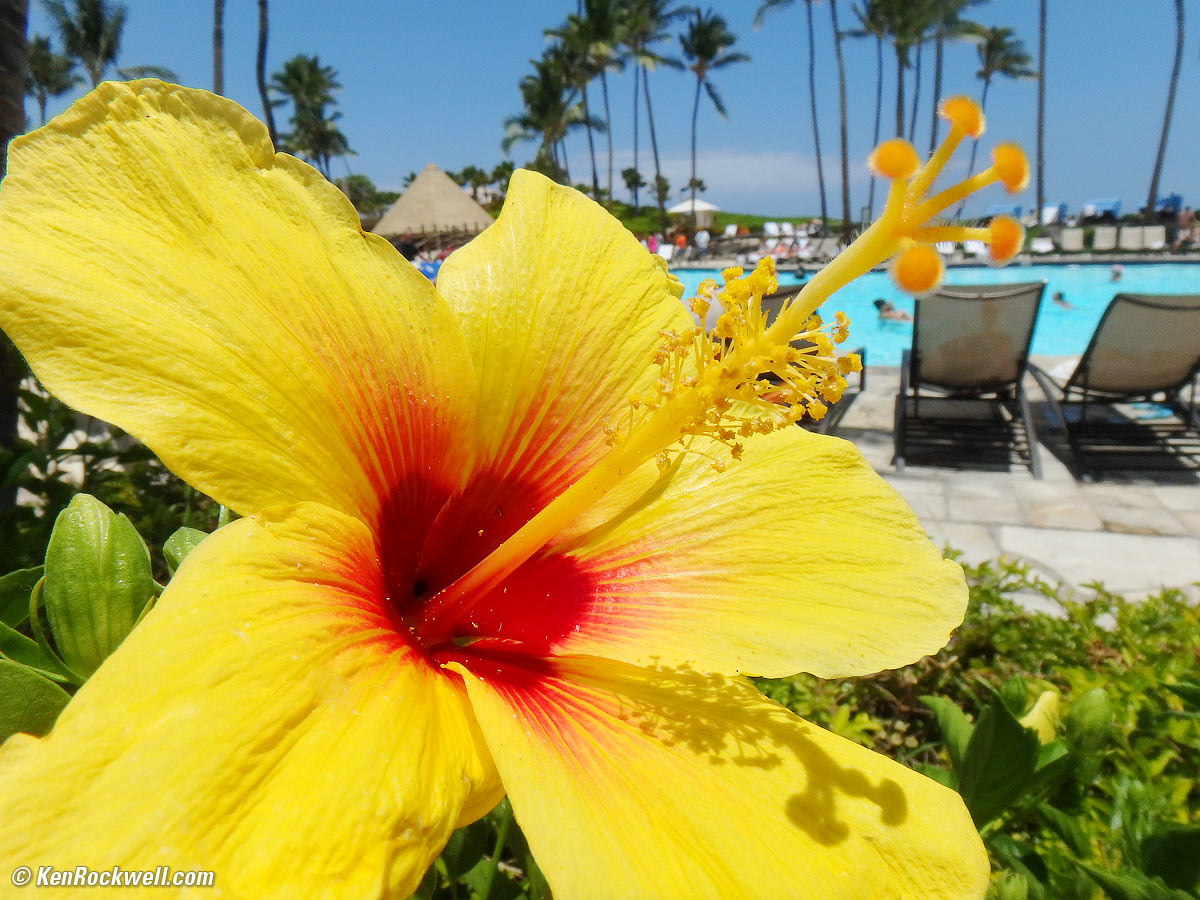 Yellow Hibiscus, 13 June 2016