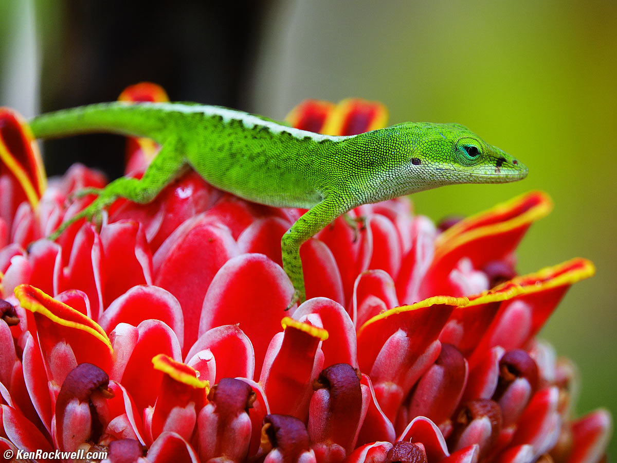 Anole at Akaka Falls, Hawaii, 15 June 2016