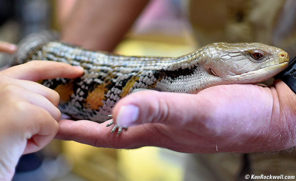 Ryan pets a skink