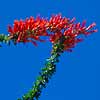 Ocotillo
