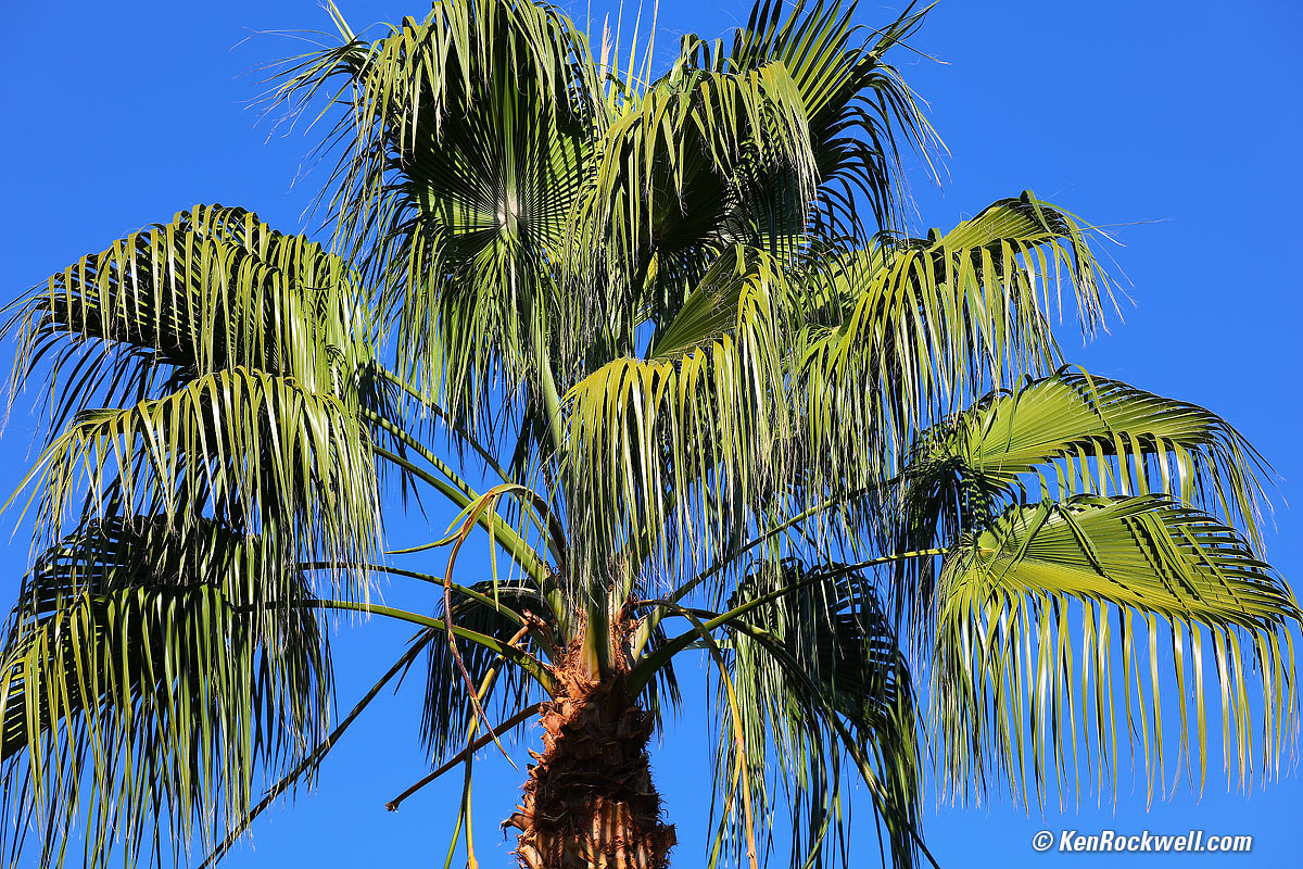 Sigma 60-600mm Sample Image of a Palm Tree