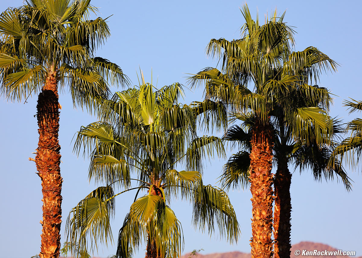 Sigma 60-600mm Sample Image of a Palm Tree